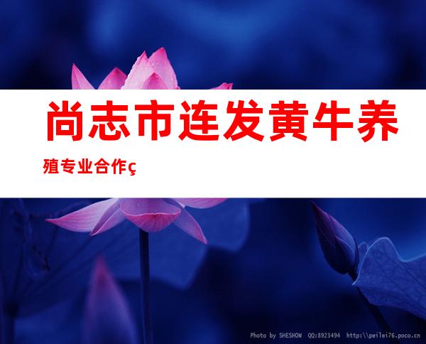 尚志市连发黄牛养殖专业合作社
